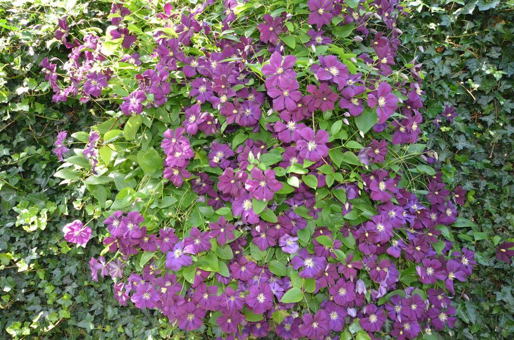 לינה וארוחת בוקר Birdaard Bloemenhoeve מראה חיצוני תמונה